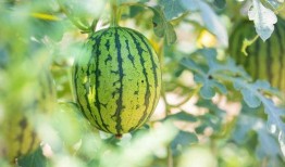 介休最新吃瓜,揭秘当地热门事件背后的真相