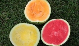 吃甜瓤的瓜,揭秘吃甜瓤瓜的奇妙体验