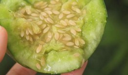 绿包瓜怎么吃,探索清新口感与营养价值的完美结合