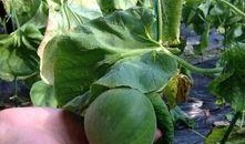 吃瓜专属论坛,网络热议背后的真相与趣味