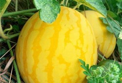 广州记者吃瓜,揭秘幕后故事