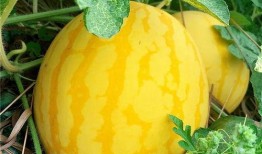 广州记者吃瓜,揭秘幕后故事