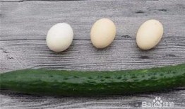 吃瓜的鸡蛋,揭秘美食背后的趣味故事