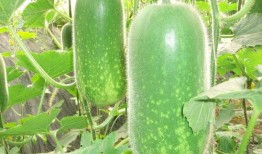 吃王瓜可以减肥,天然美食助你轻松瘦身