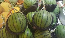 泊头师范吃瓜,一场吃瓜盛宴背后的校园风云