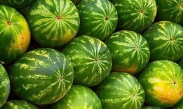 吃瓜挑瓜看瓜图片,从吃瓜挑瓜到看瓜，一图掌握瓜事全貌