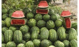 乾隆吃瓜什么道理,品味历史中的智慧与幽默