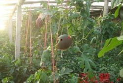 吐鲁番晚上吃瓜