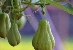 何时可以吃佛手瓜,佛手瓜的最佳食用时机揭秘