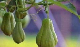 何时可以吃佛手瓜,佛手瓜的最佳食用时机揭秘