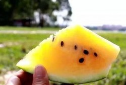 吃沙瓜视频,揭秘网红美食背后的秘密