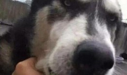 吃瓜的宠物,揭秘吃瓜宠物的趣味日常