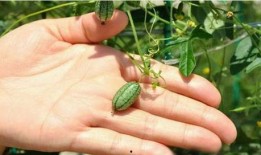 野外吃大瓜,大瓜美食之旅