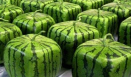 吃瓜专业人员,揭秘娱乐圈幕后真相