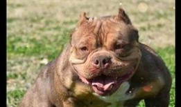 吃瓜的宠物,揭秘吃瓜宠物的趣味日常