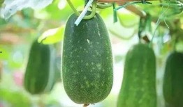 吃瓜有瓜吃,揭秘娱乐圈背后的秘密与真相