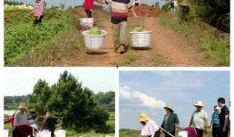 没菜吃瓜群众,没菜吃时的美食解忧指南