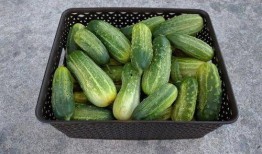 每日慧君吃瓜,揭秘娱乐圈最新“吃瓜”事件