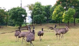 围观吃瓜的羊,吃瓜群众的趣味盛宴