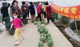 宜陵吃瓜比赛,瓜王争霸，欢乐盛夏！