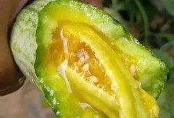 网红吃羊角瓜,美味与挑战并存！