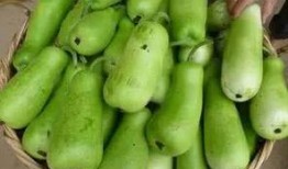 早上吃葫芦瓜,开启健康活力新一天