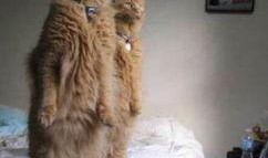 带你吃瓜解说猫,揭秘猫界那些事儿