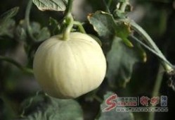 邢台冯家庄吃瓜,夏日吃瓜盛宴，感受乡村田园生活