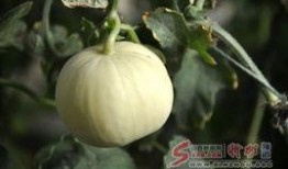 邢台冯家庄吃瓜,夏日吃瓜盛宴，感受乡村田园生活