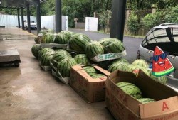 大学路上海吃瓜,探寻上海街头的小吃瓜乐园