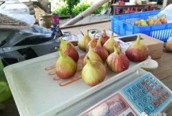 翰林吃瓜事件,揭秘娱乐圈背后的权力斗争与舆论风暴