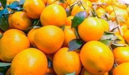 橙嫂吃瓜,揭秘娱乐圈幕后真相