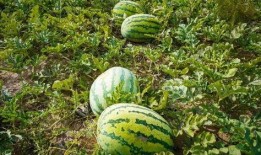 讷河市吃瓜,瓜果飘香，品味生活新篇章