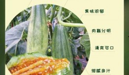 网红吃羊角瓜,美味与挑战并存！