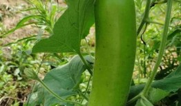 长瓠子瓜咋吃,解锁美味新体验