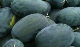 钰宝吃瓜,揭秘娱乐圈幕后故事