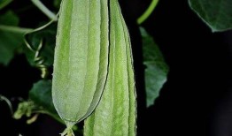 八棱瓜咋吃啊,八棱瓜美味吃法大揭秘