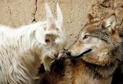 小狗和小狼吃瓜视频,小狗小狼共度欢乐时光