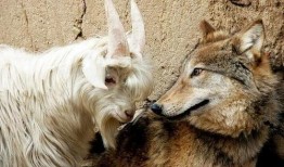 小狗和小狼吃瓜视频,小狗小狼共度欢乐时光