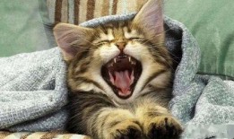 重庆吃瓜猫咪事件,网络热议背后的温情与反思