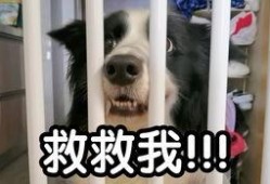 吃哈密瓜asmr,舌尖上的宁静之旅