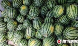 林州凤宝吃瓜视频