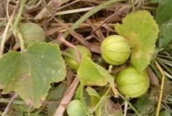 长期吃马泡瓜好吗,长期食用马泡瓜的健康益处与注意事项