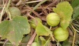 长期吃马泡瓜好吗,长期食用马泡瓜的健康益处与注意事项