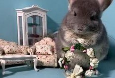 吃瓜的宠物,揭秘吃瓜宠物的趣味日常