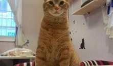 cat直播时被迫吃瓜,猫主被迫“瓜”中求生记