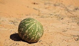 瓜可不能随便吃,揭秘瓜类食物的挑选与食用常识