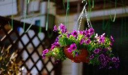 丁香公园吃瓜,揭秘吃瓜背后的趣味与真相