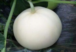 吃梨瓜文案,夏日清新解渴新宠