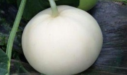 吃梨瓜文案,夏日清新解渴新宠